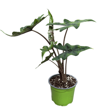 אלוקסיה גקלין קוטר 12 - רוטין (ירוק במרפסת לשעבר)