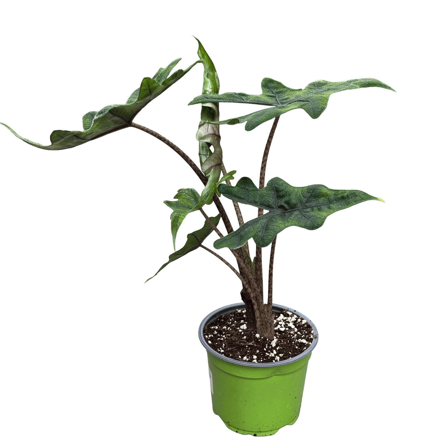 אלוקסיה גקלין קוטר 12