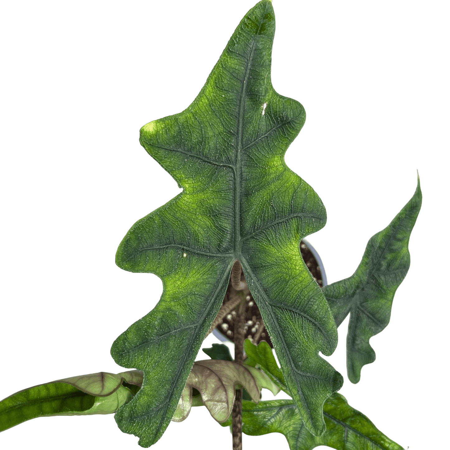 אלוקסיה גקלין קוטר 12 - רוטין (ירוק במרפסת לשעבר)