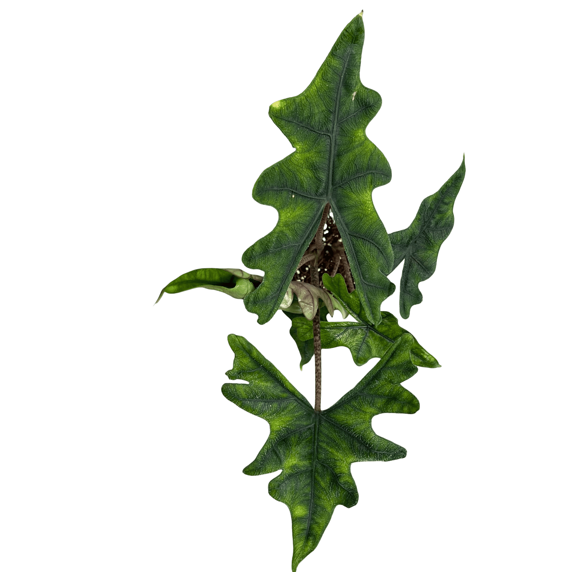 אלוקסיה גקלין קוטר 12 - רוטין (ירוק במרפסת לשעבר)