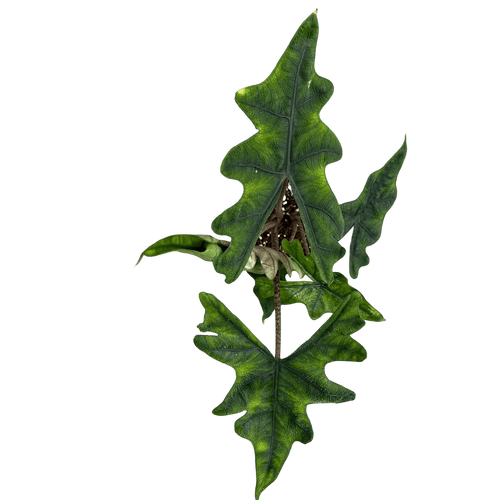 אלוקסיה גקלין קוטר 12 - רוטין (ירוק במרפסת לשעבר)