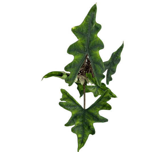 אלוקסיה גקלין קוטר 12 - רוטין (ירוק במרפסת לשעבר)