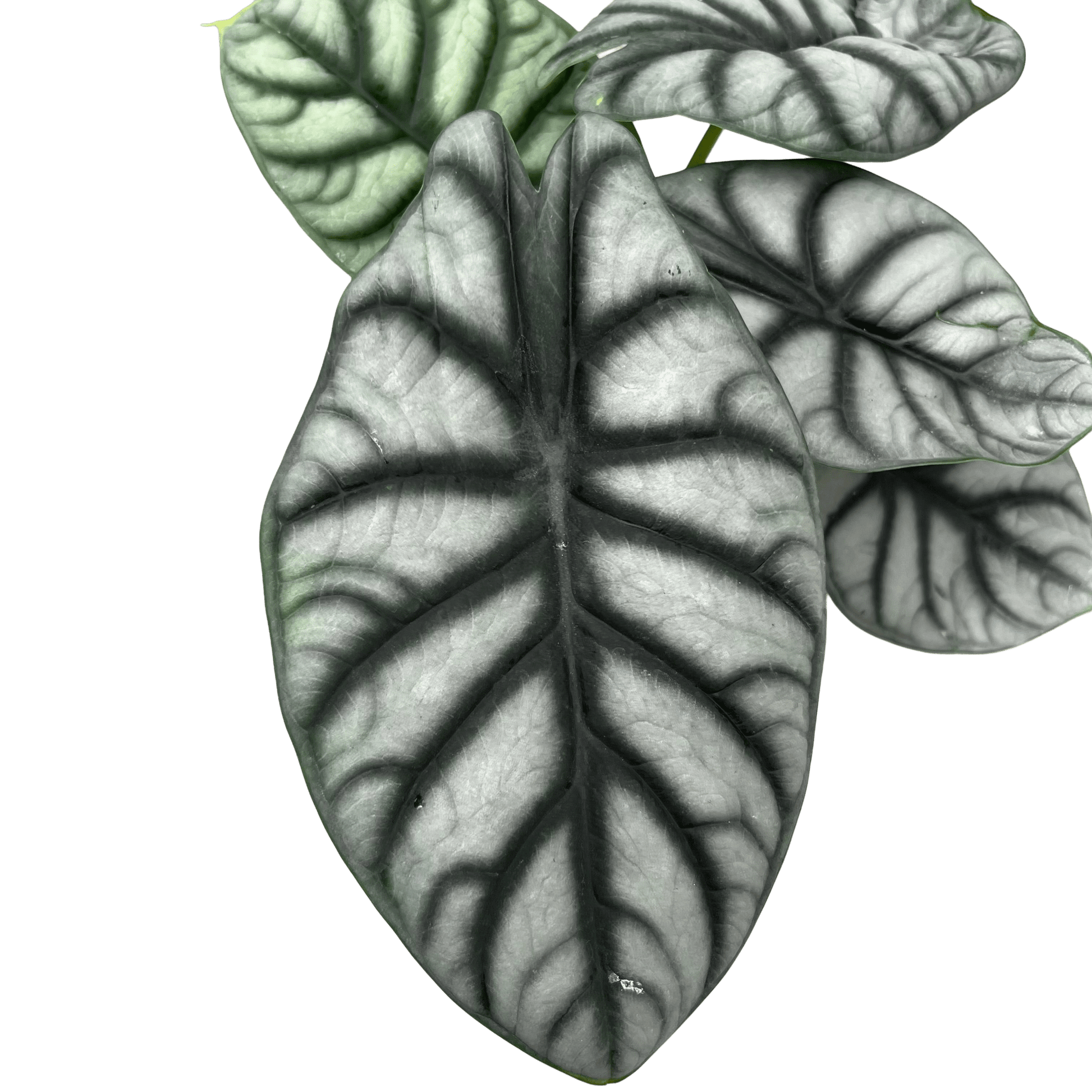 אלוקסיה סילבר דרגון קוטר 12 - רוטין (ירוק במרפסת לשעבר)