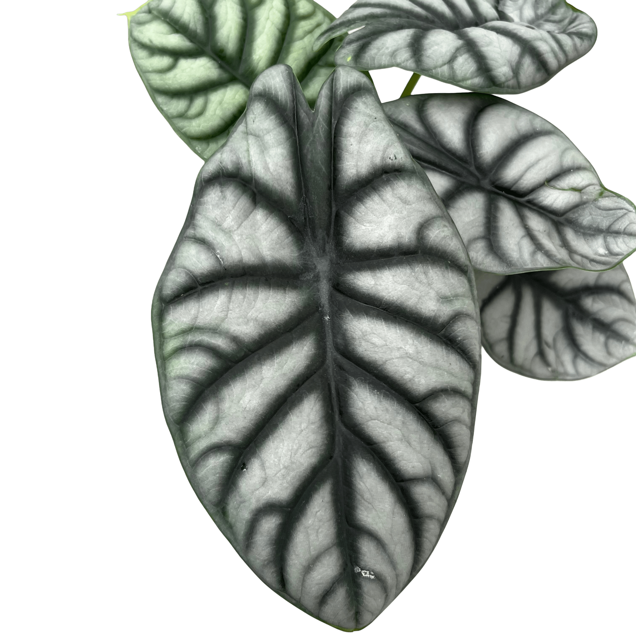 אלוקסיה סילבר דרגון קוטר 12 - רוטין (ירוק במרפסת לשעבר)