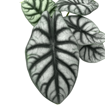 אלוקסיה סילבר דרגון קוטר 12 - רוטין (ירוק במרפסת לשעבר)