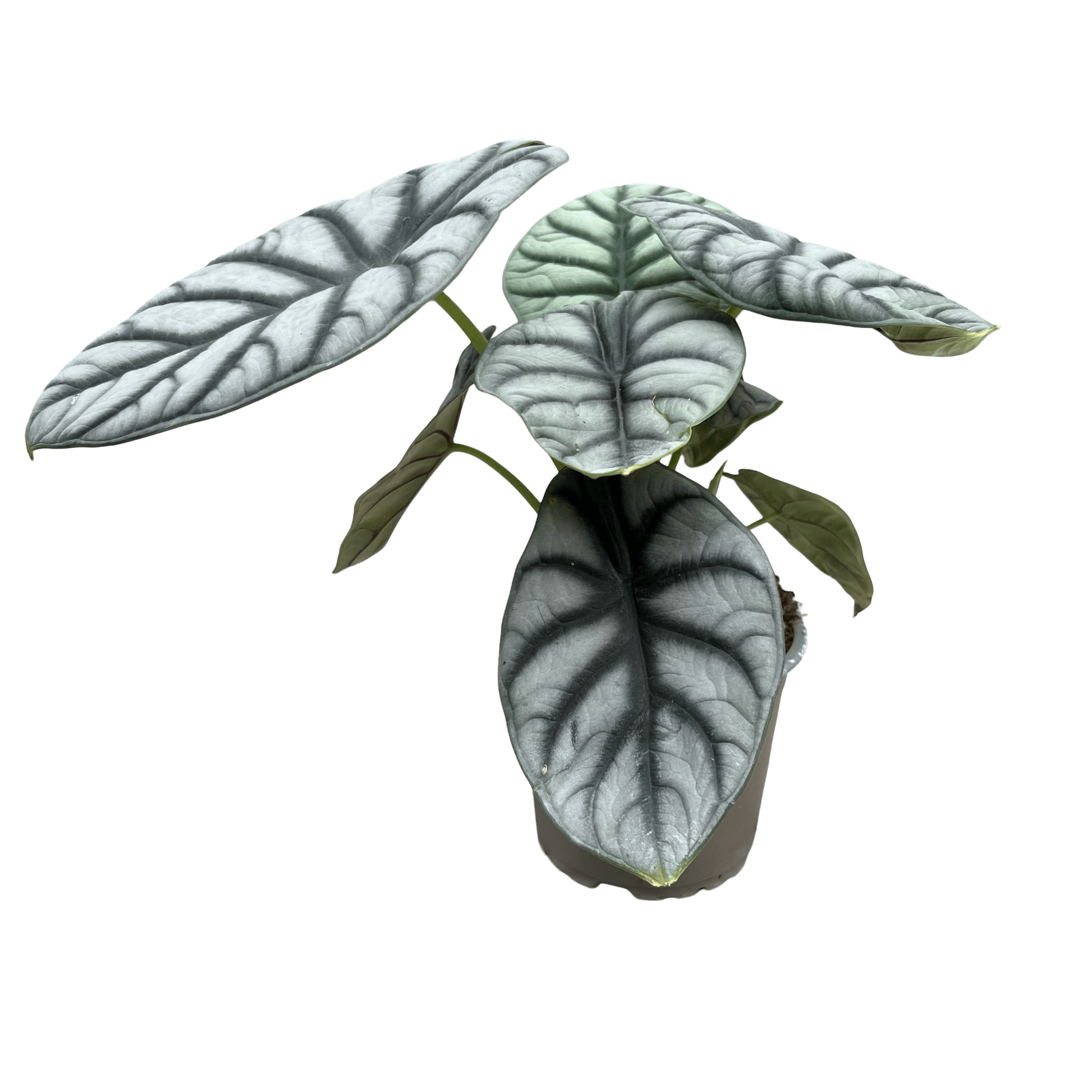 אלוקסיה סילבר דרגון קוטר 12 - רוטין (ירוק במרפסת לשעבר)