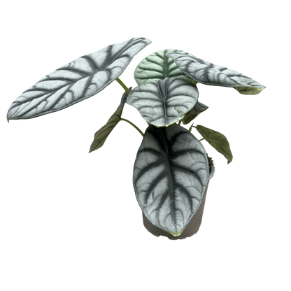 אלוקסיה סילבר דרגון קוטר 12 - רוטין (ירוק במרפסת לשעבר)