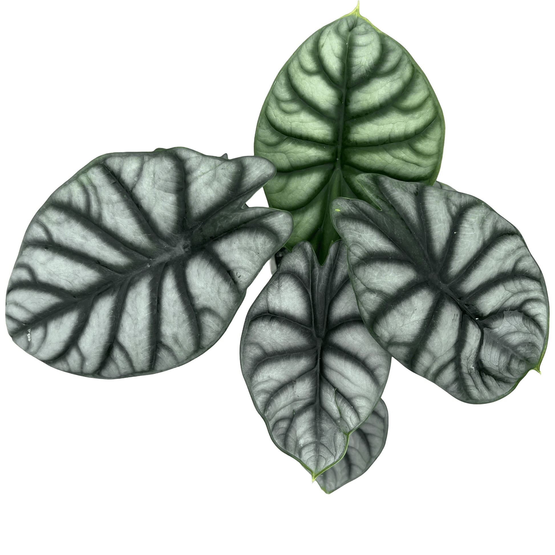 אלוקסיה סילבר דרגון קוטר 12 - רוטין (ירוק במרפסת לשעבר)