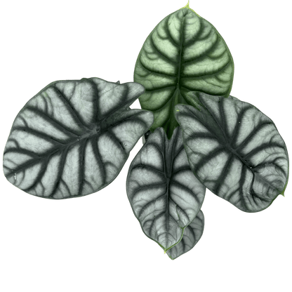 אלוקסיה סילבר דרגון קוטר 12 - רוטין (ירוק במרפסת לשעבר)