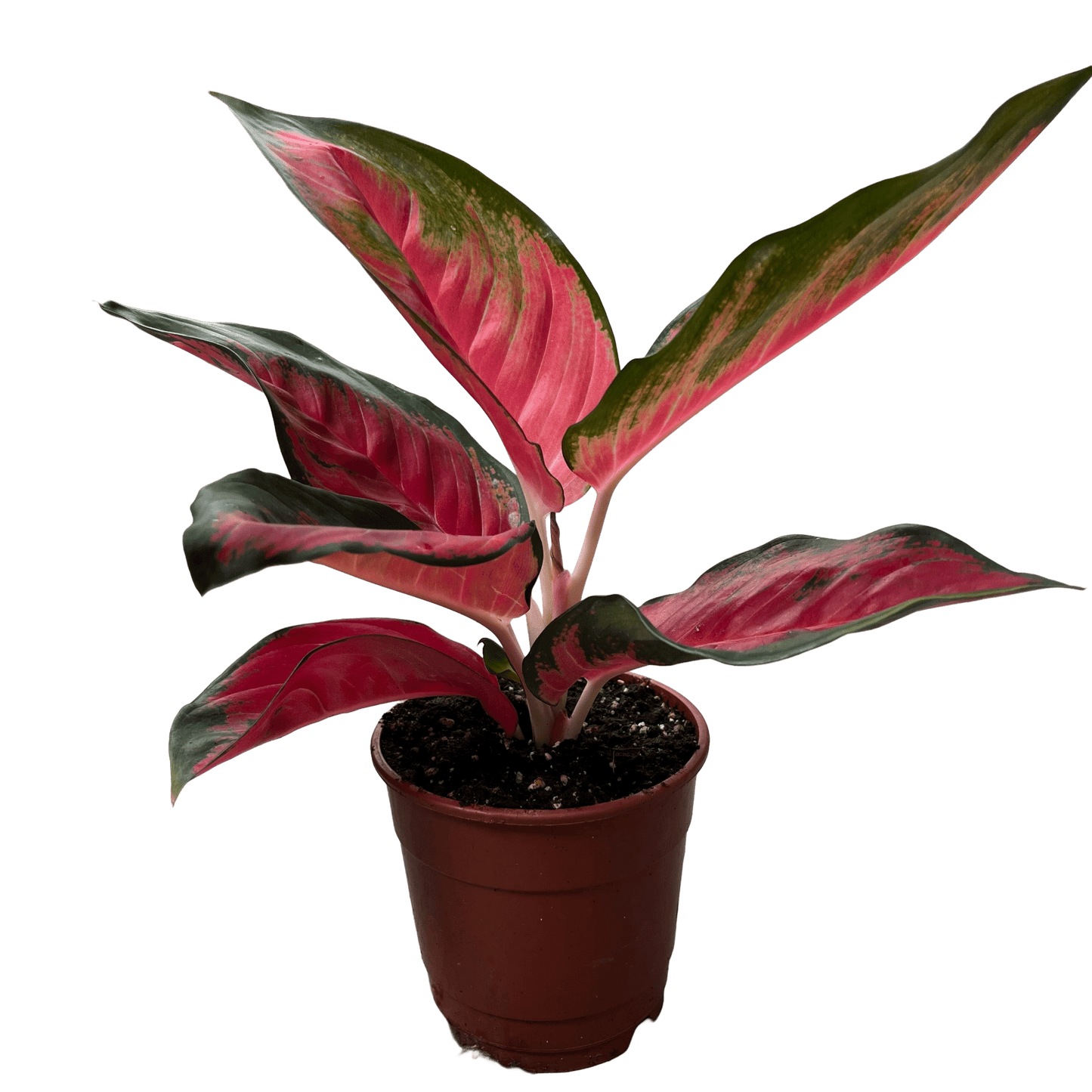 אנגלומה אדומה