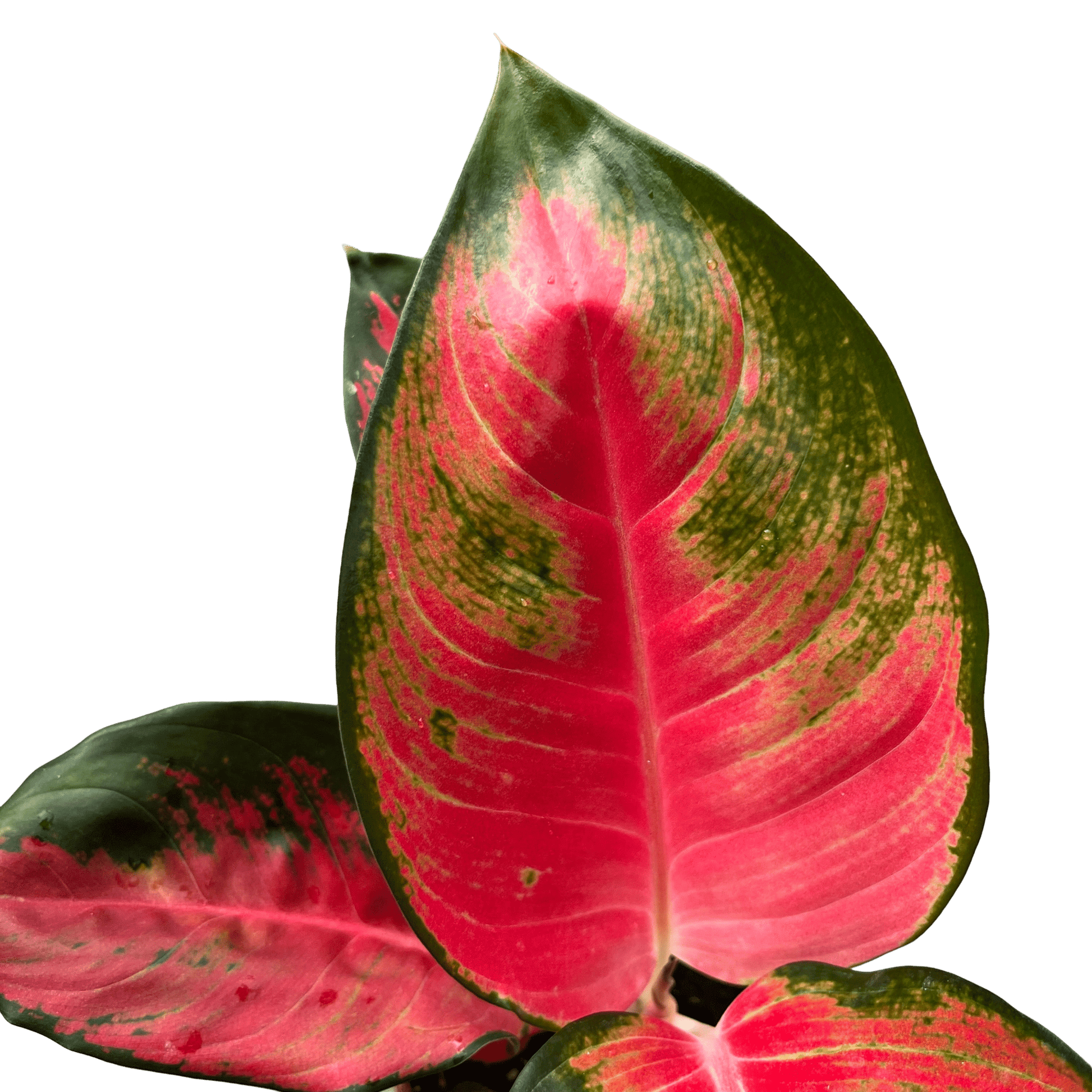 אנגלומה אדומה - רוטין (ירוק במרפסת לשעבר)