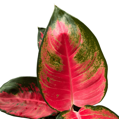 אנגלומה אדומה - רוטין (ירוק במרפסת לשעבר)