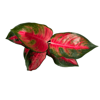 אנגלומה אדומה - רוטין (ירוק במרפסת לשעבר)