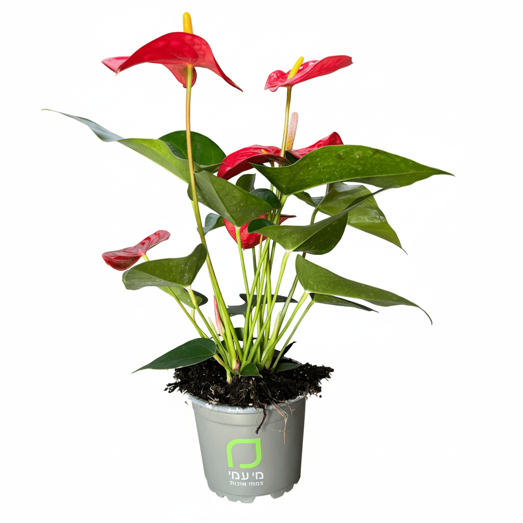 אנטוריום פורח עציץ 12