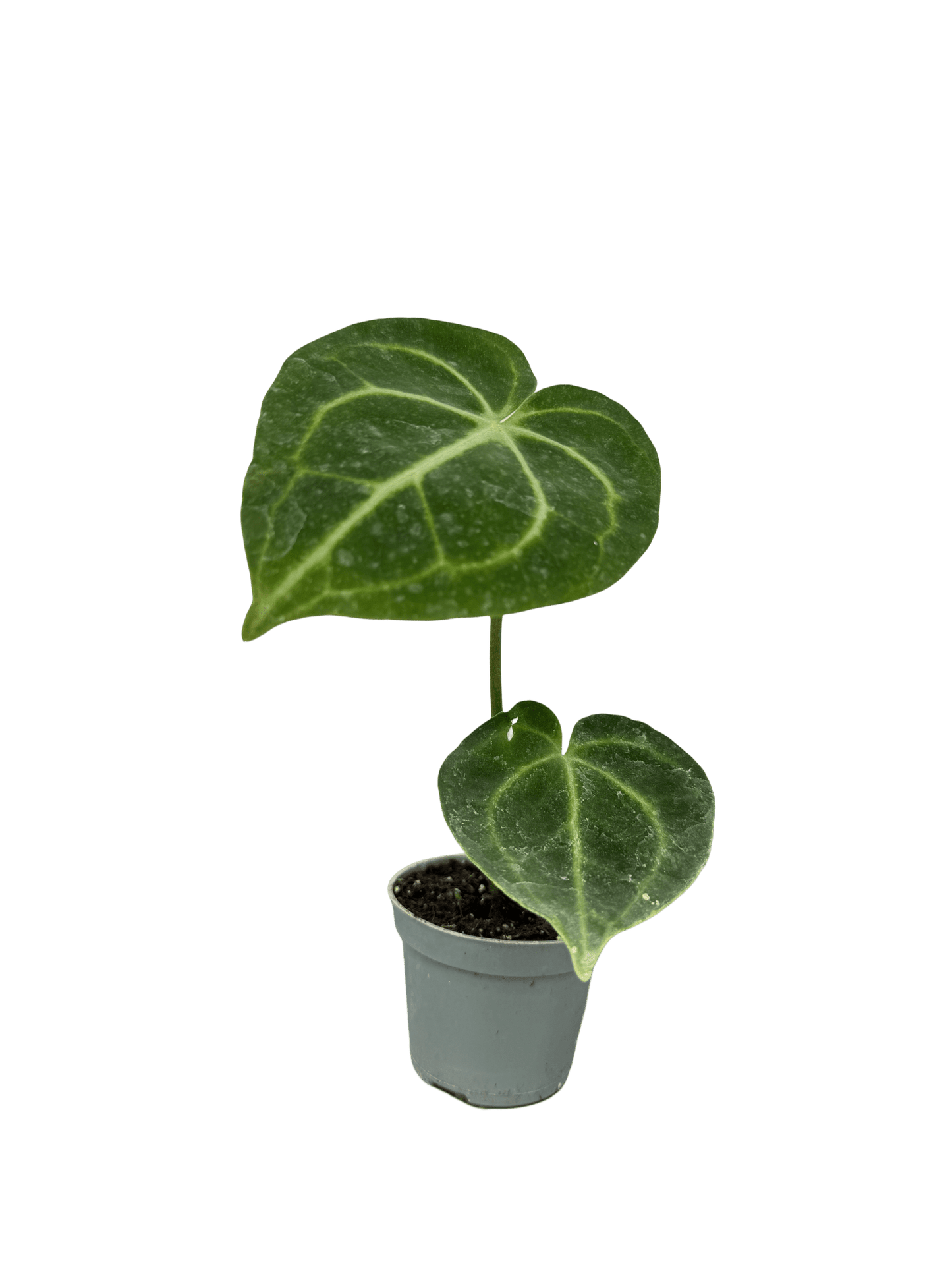 אנטוריום קלרינרביום קוטר 9 - רוטין (ירוק במרפסת לשעבר)