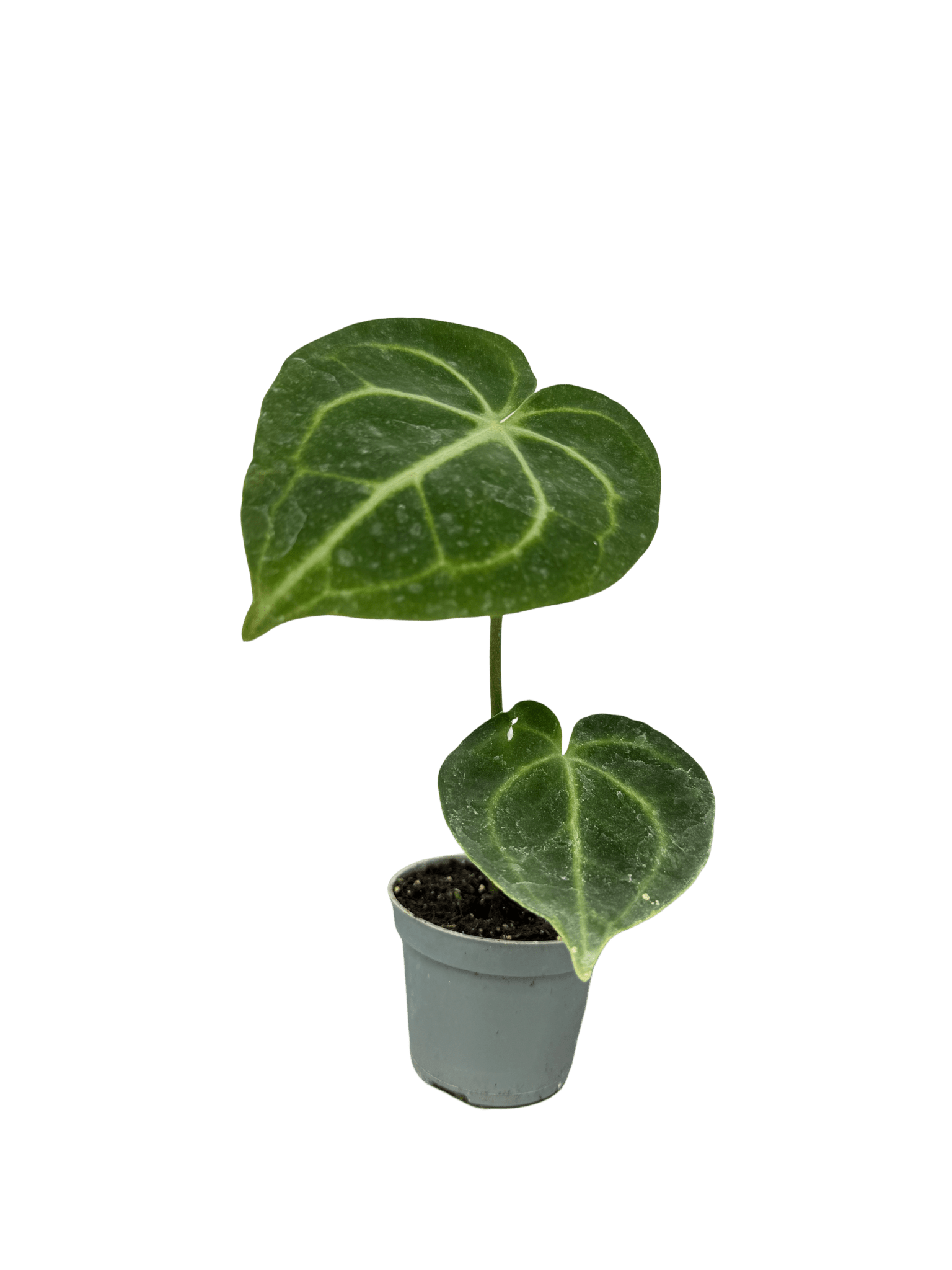 אנטוריום קלרינרביום קוטר 9 - רוטין (ירוק במרפסת לשעבר)