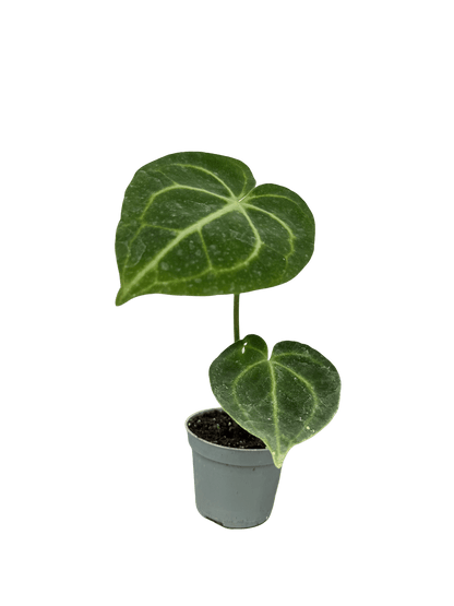 אנטוריום קלרינרביום קוטר 9 - רוטין (ירוק במרפסת לשעבר)