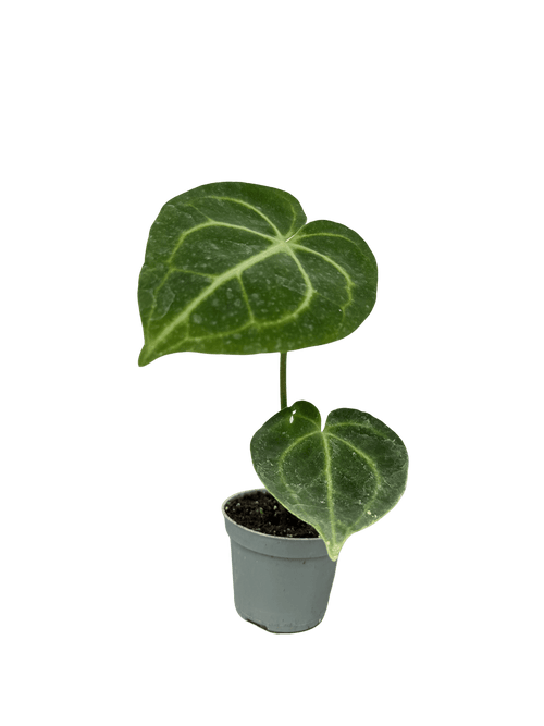 אנטוריום קלרינרביום קוטר 9 - רוטין (ירוק במרפסת לשעבר)