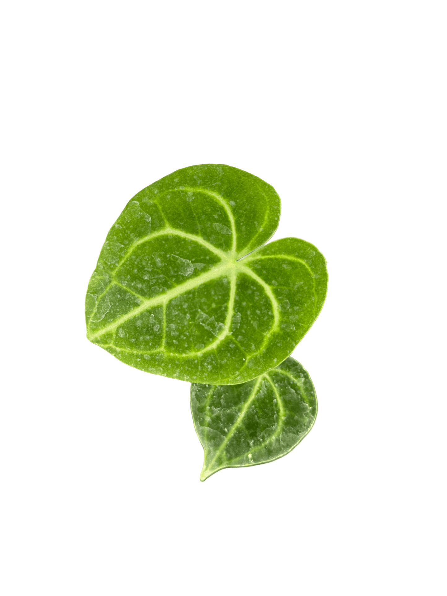 אנטוריום קלרינרביום קוטר 9 - רוטין (ירוק במרפסת לשעבר)