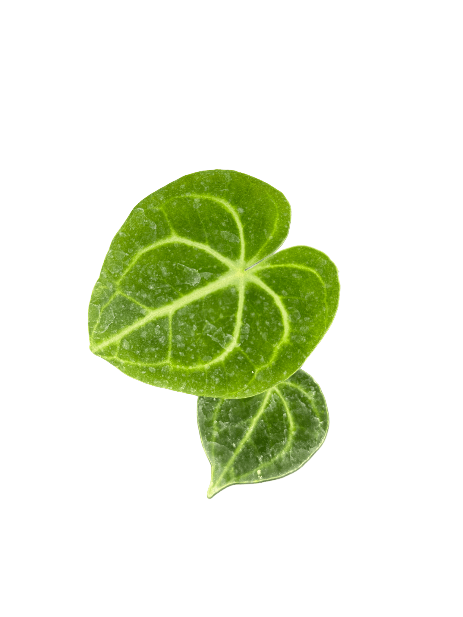 אנטוריום קלרינרביום קוטר 9 - רוטין (ירוק במרפסת לשעבר)