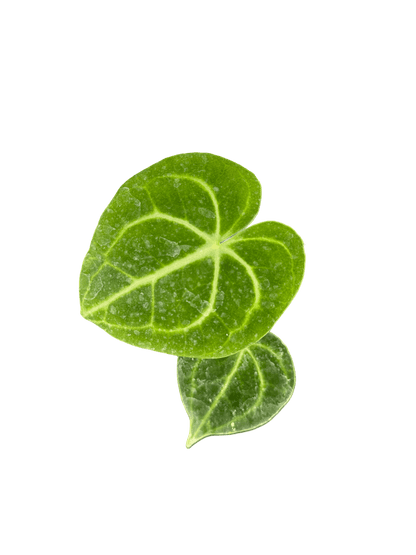 אנטוריום קלרינרביום קוטר 9 - רוטין (ירוק במרפסת לשעבר)