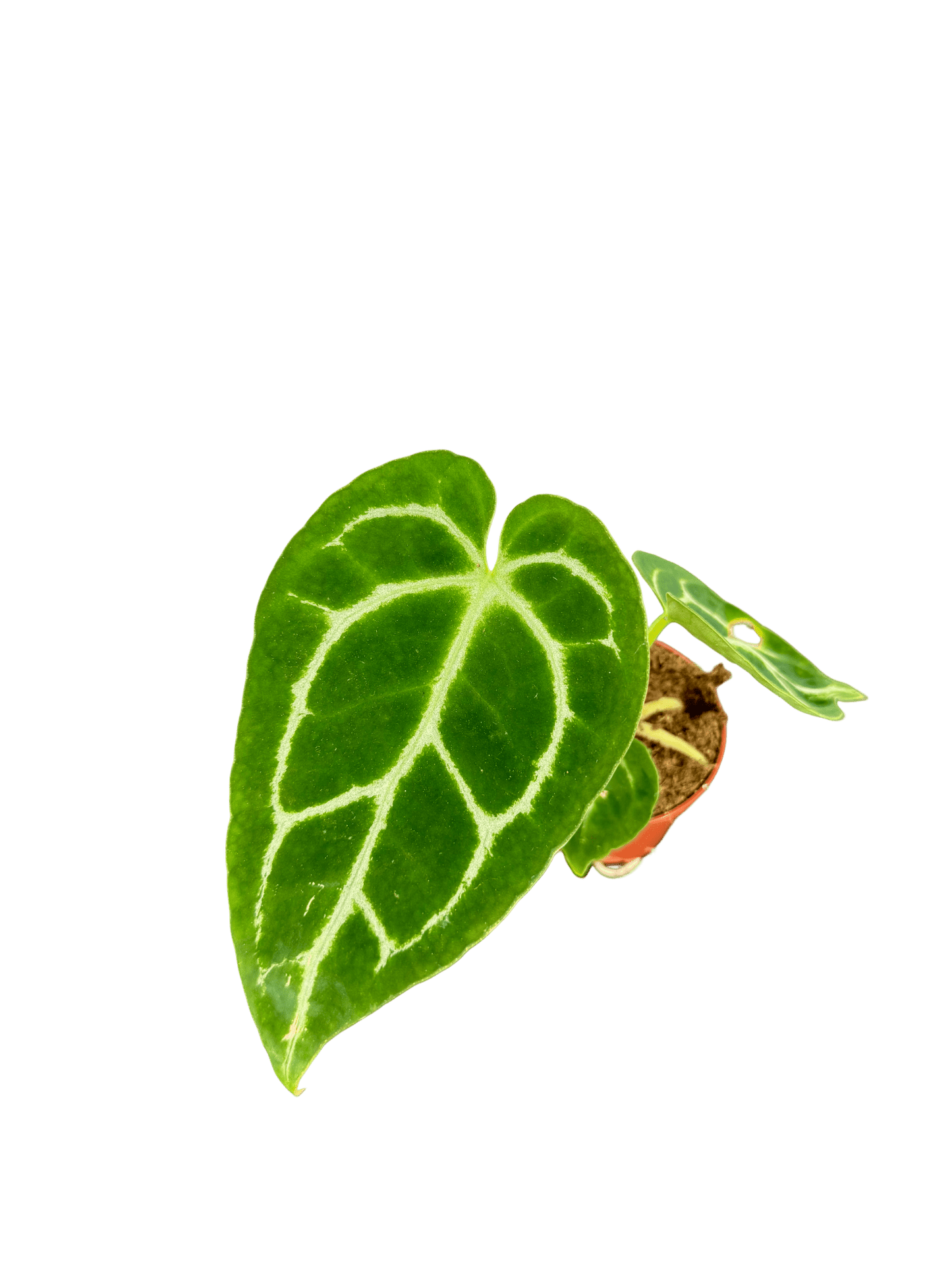 אנטוריום קריסטליניום קוטר 5 - רוטין (ירוק במרפסת לשעבר)