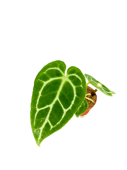 אנטוריום קריסטליניום קוטר 5 - רוטין (ירוק במרפסת לשעבר)