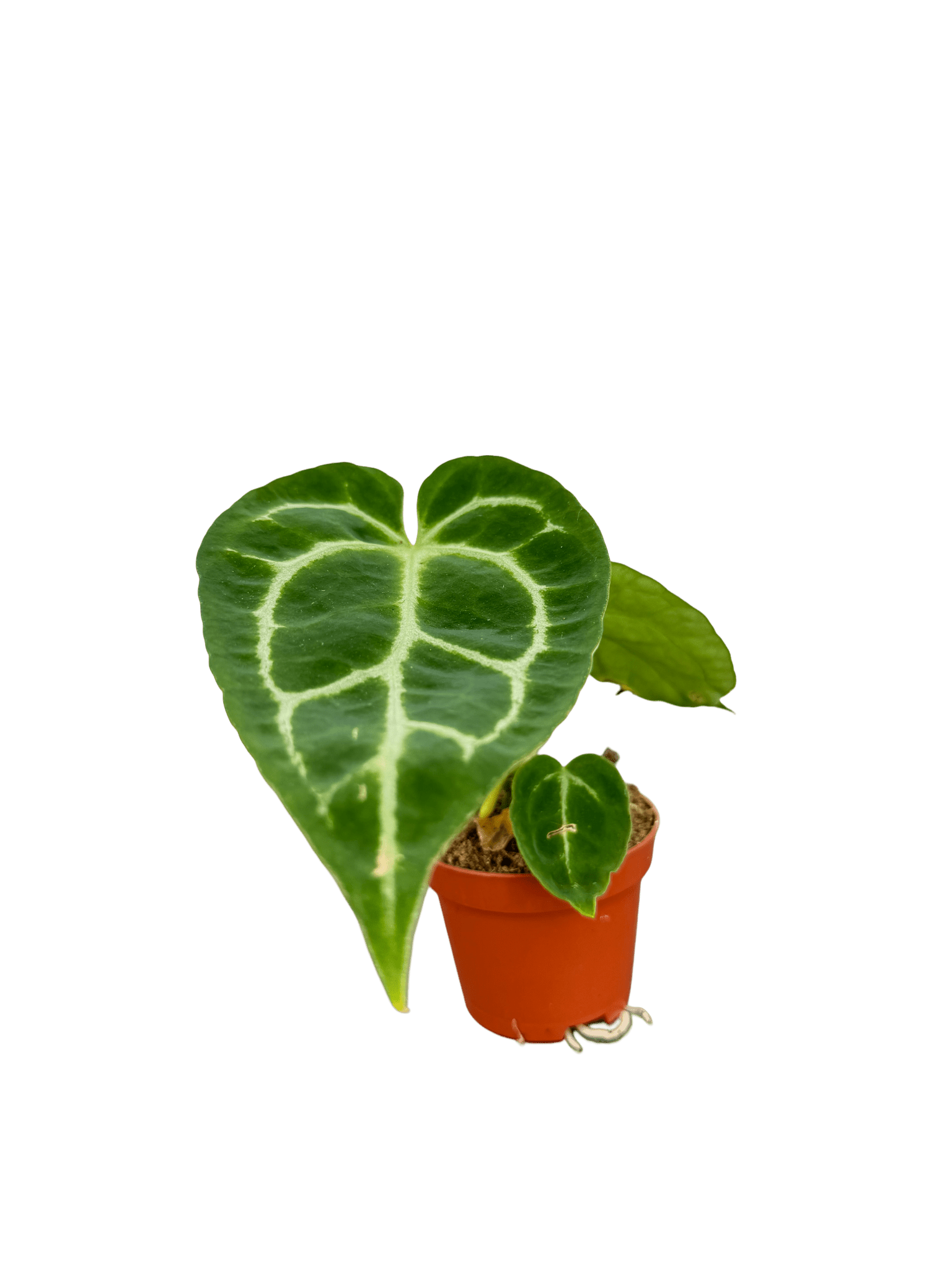 אנטוריום קריסטליניום קוטר 5 - רוטין (ירוק במרפסת לשעבר)