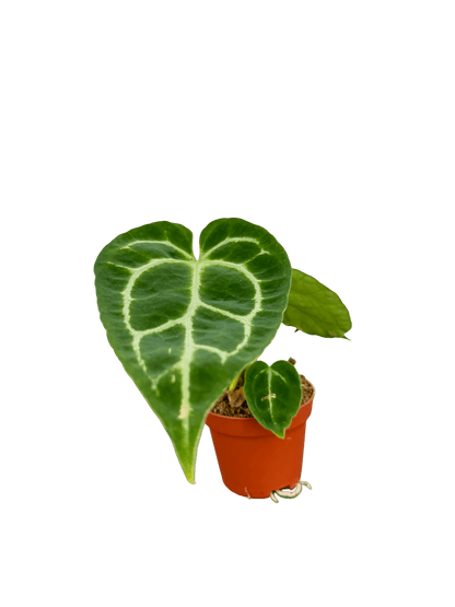 אנטוריום קריסטליניום קוטר 5 - רוטין (ירוק במרפסת לשעבר)