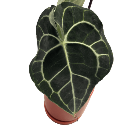 אנטוריום קרליביום בינוני - רוטין (ירוק במרפסת לשעבר)