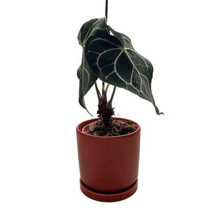 אנטוריום קרליביום בינוני - רוטין (ירוק במרפסת לשעבר)