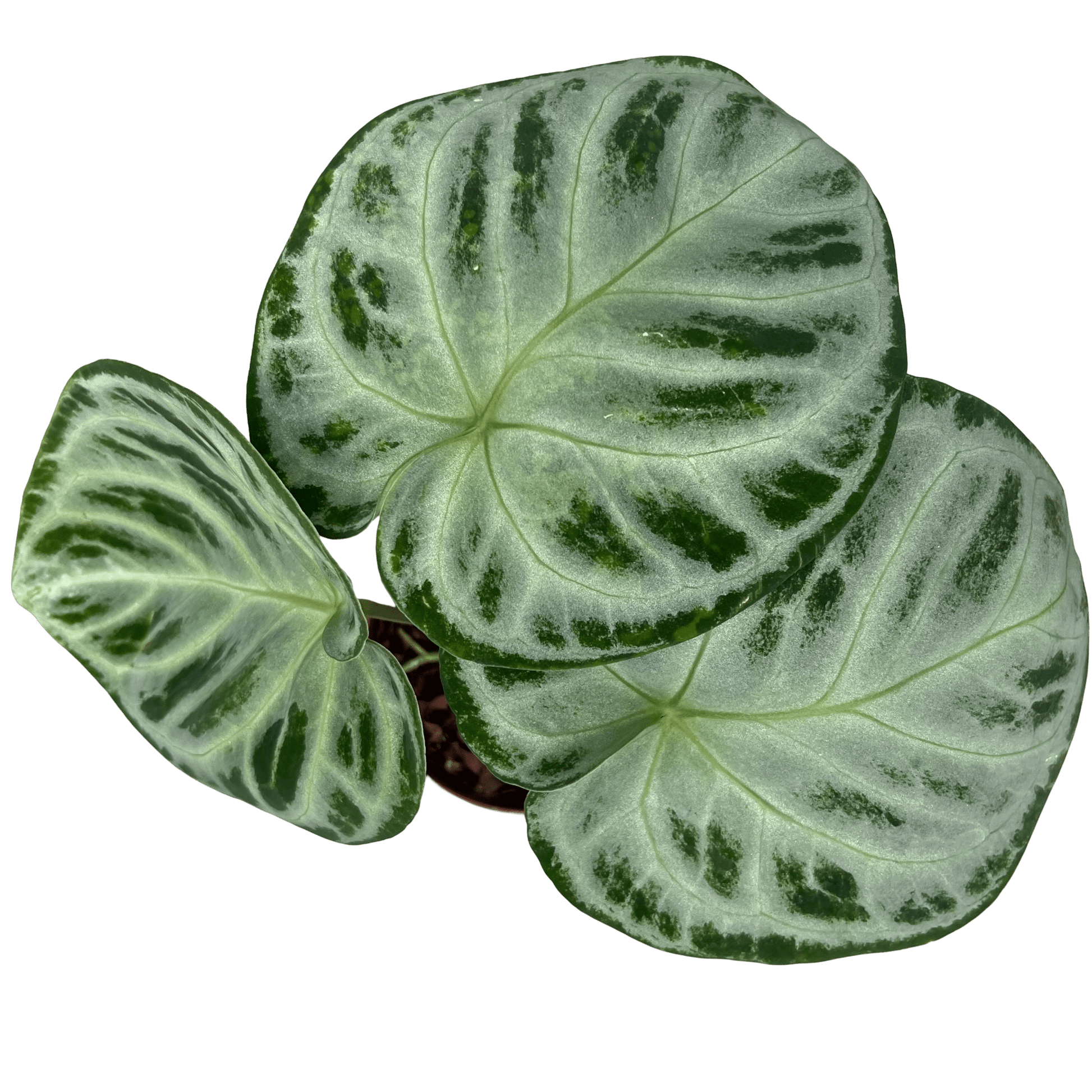 אנטוריום סופר סילבר קוטר 12 - רוטין (ירוק במרפסת לשעבר)