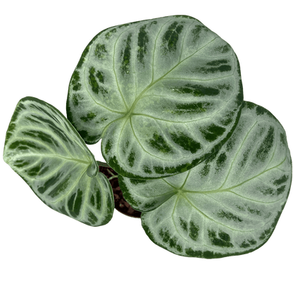 אנטוריום סופר סילבר קוטר 12 - רוטין (ירוק במרפסת לשעבר)