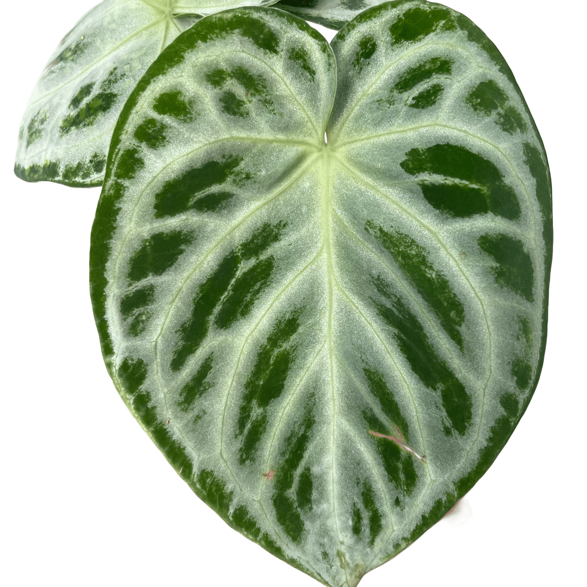 אנטוריום סופר סילבר קוטר 12 - רוטין (ירוק במרפסת לשעבר)