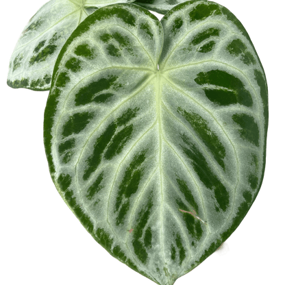 אנטוריום סופר סילבר קוטר 12 - רוטין (ירוק במרפסת לשעבר)