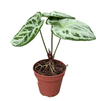 עציץ מגדלים (חינם)