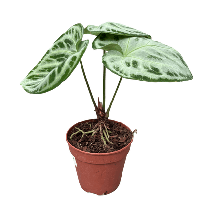 אנטוריום סופר סילבר קוטר 12 - רוטין (ירוק במרפסת לשעבר)