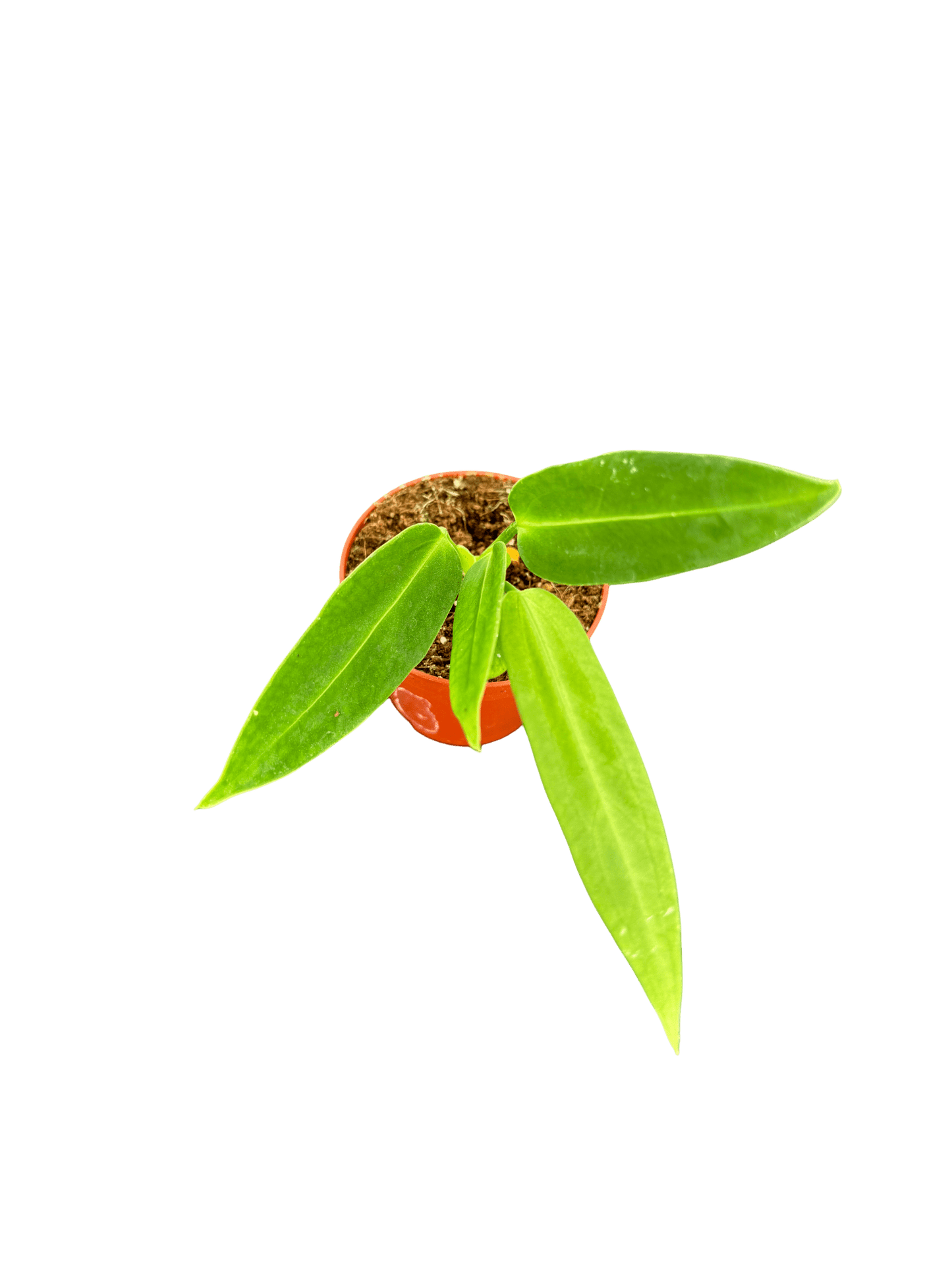 אנטוריום וורקאנום מיני קוטר 5 - רוטין (ירוק במרפסת לשעבר)