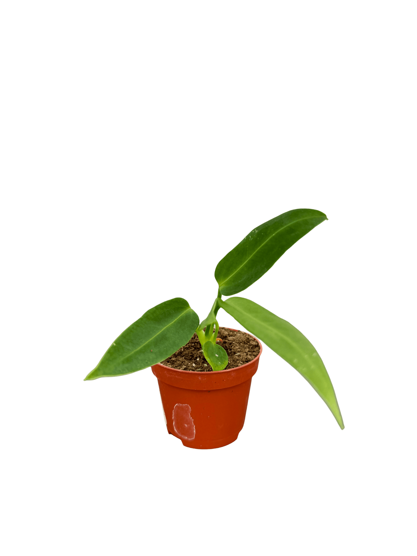 אנטוריום וורקאנום מיני קוטר 5 - רוטין (ירוק במרפסת לשעבר)