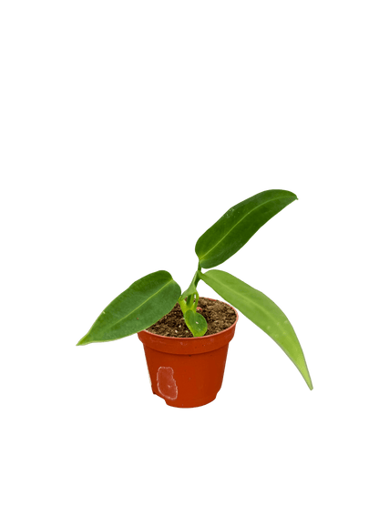 אנטוריום וורקאנום מיני קוטר 5 - רוטין (ירוק במרפסת לשעבר)