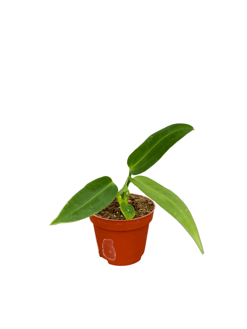 אנטוריום וורקאנום מיני קוטר 5 - רוטין (ירוק במרפסת לשעבר)