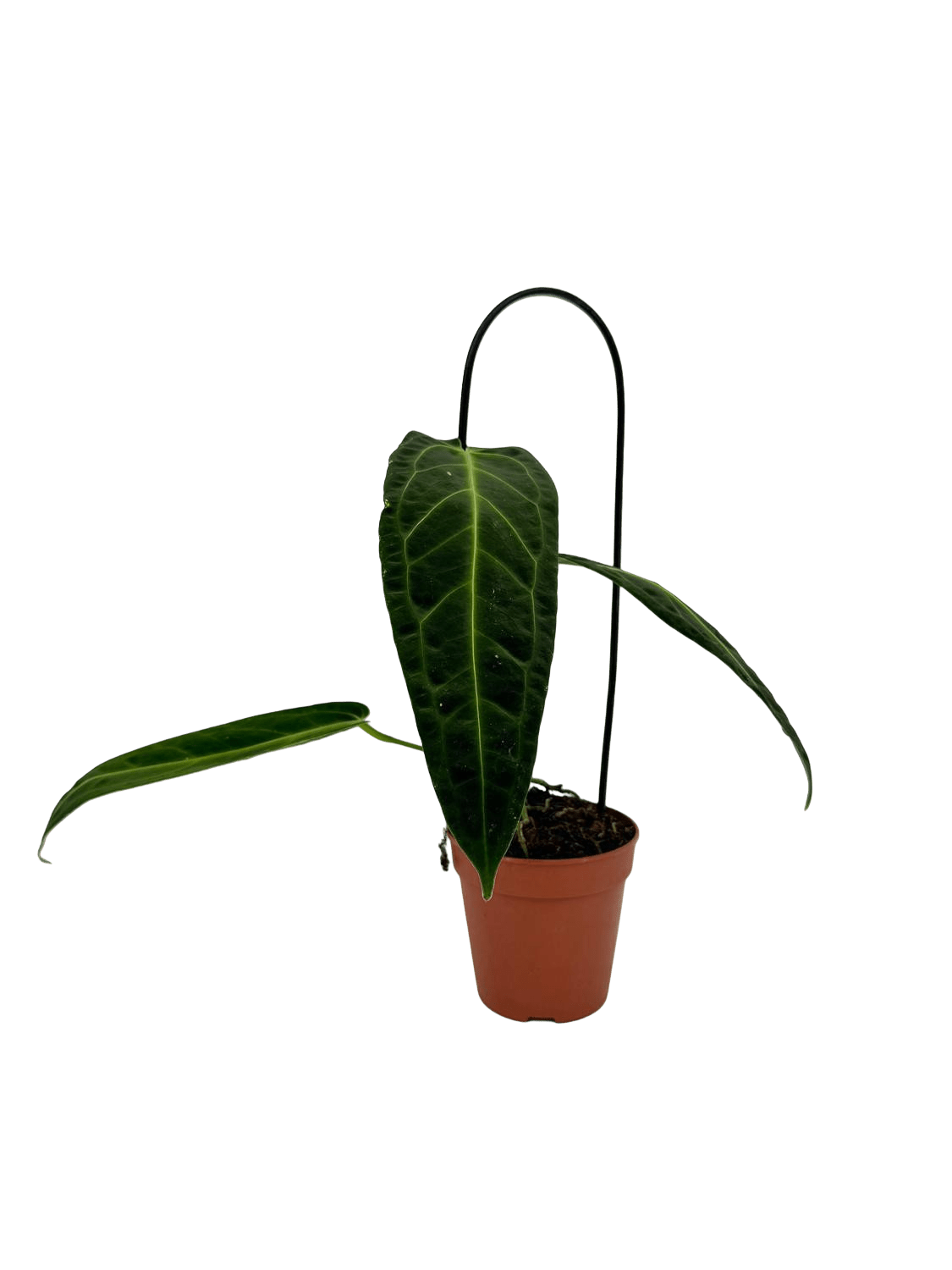 אנטוריום וורקואנום - רוטין (ירוק במרפסת לשעבר)