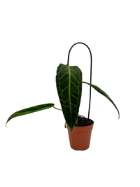 עציץ מגדלים (חינם)