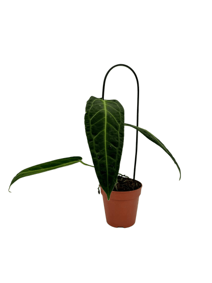 אנטוריום וורקואנום - רוטין (ירוק במרפסת לשעבר)