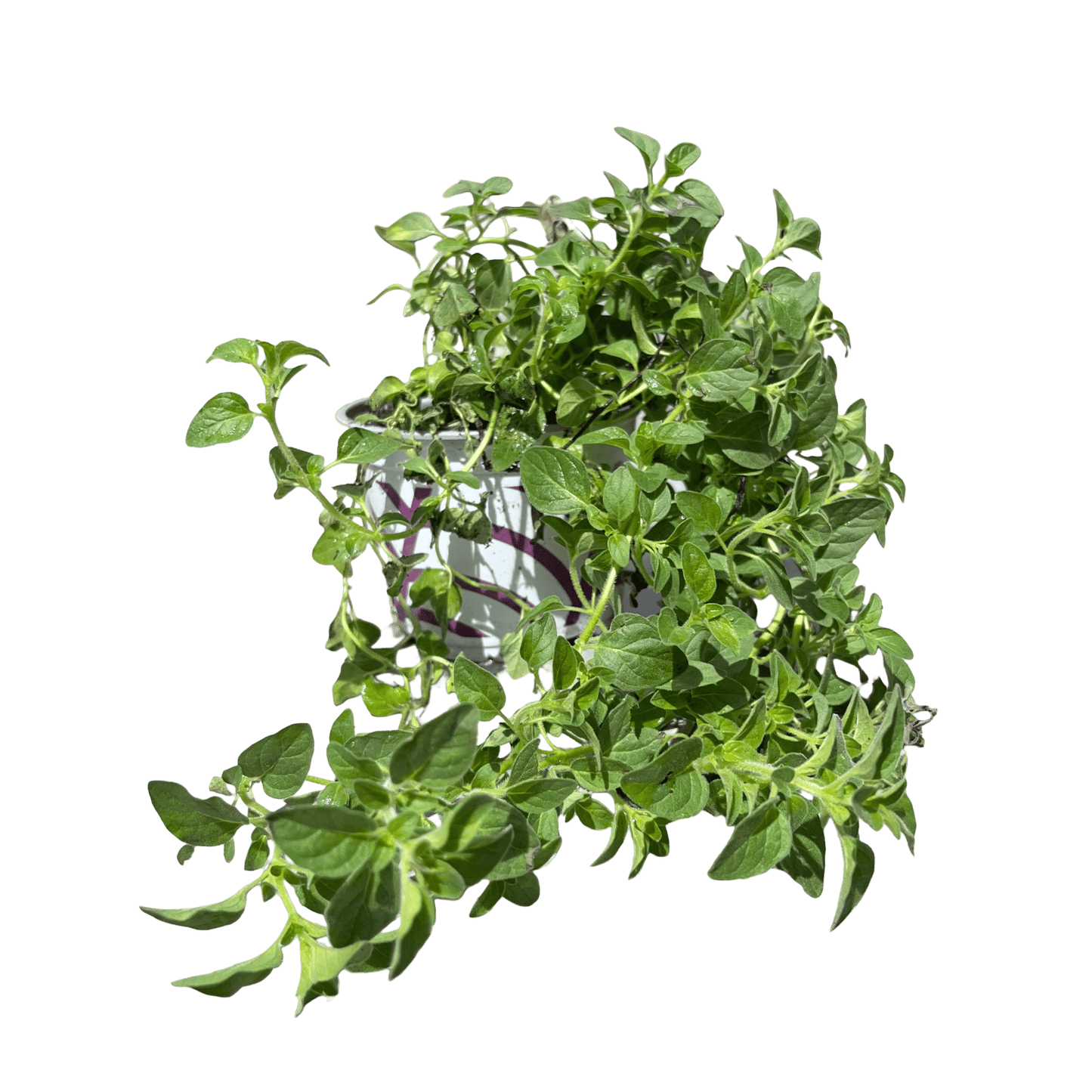 אורגנו - רוטין (ירוק במרפסת לשעבר)