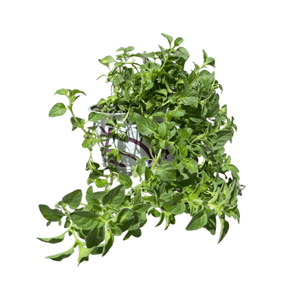 אורגנו - רוטין (ירוק במרפסת לשעבר)