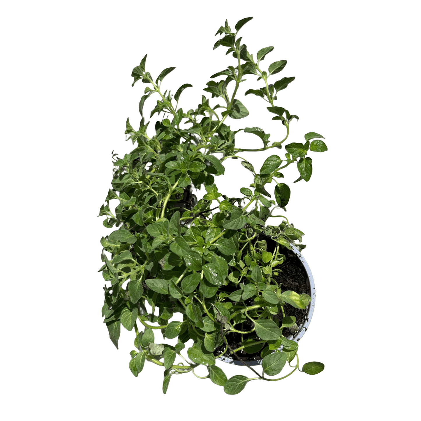 אורגנו - רוטין (ירוק במרפסת לשעבר)