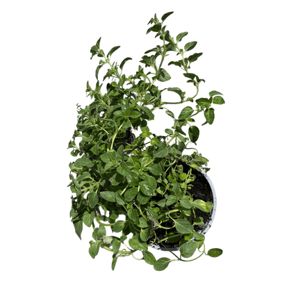 אורגנו - רוטין (ירוק במרפסת לשעבר)