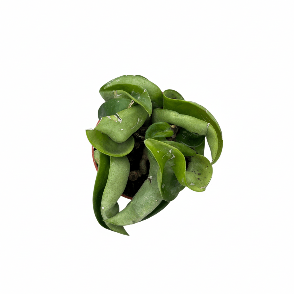 בייבי הויה קומפקטה קוטר 6 - רוטין (ירוק במרפסת לשעבר)