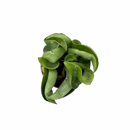 בייבי הויה קומפקטה קוטר 6 - רוטין (ירוק במרפסת לשעבר)